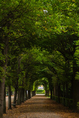 オーストリア　ウィーンのシェーンブルン宮殿の庭園内の並木道