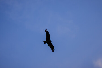 eagle in flight,blue sky