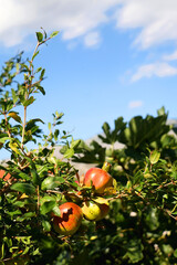 Pomegranates growing on the tree. Selective focus.