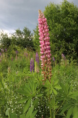  Lilac lupines bloom on a sunny day in the summer garden. 