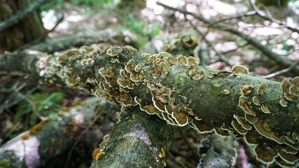 Turkey tail mushrooms growing on hardwoods. These polypores are used medicinally in herbalism. These wild mushrooms have immune boosting properties.