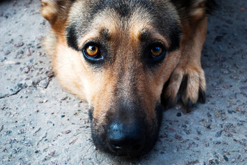 A beautiful German shepherd lies on the ground and looks at the camera. Close-up portrait.