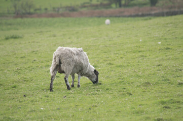 Obraz na płótnie Canvas A sheep grazing in a Yorkshire field