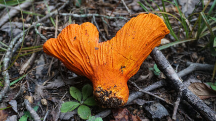 Lobster Mushrooms ( Hypomyces lactifluorum) growing from the forest floor. Edible mushrooms growing in the wild.