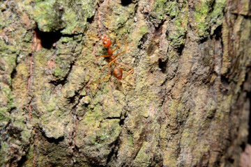 Weaver ants or green ants. Weaver ants live in trees and are known for their unique nest building behaviour where workers construct nests by weaving together leaves using larval silk