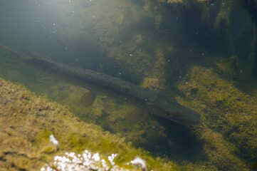 Pickerel in a pond in shallow water