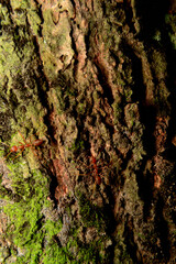 Weaver ants or green ants. Weaver ants live in trees and are known for their unique nest building behaviour where workers construct nests by weaving together leaves using larval silk