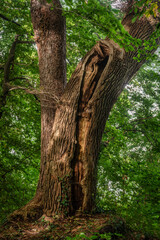 Herbstmorgen im Wald