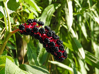 fruit of a plant called American apple growing wild on the bank of the valley of the Biała river in the city of Białystok in Podlasie in Poland