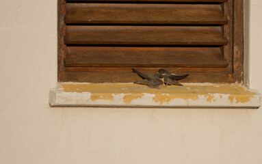 Karoo National Park South Africa: Sand martins on the early morning sun