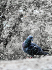 Pigeon Bird 