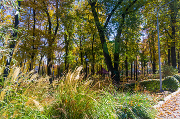 Autumn urban landscape on a Sunny day - yellow autumn trees in the Park, colorful red and orange leaves, and bright sky with clouds