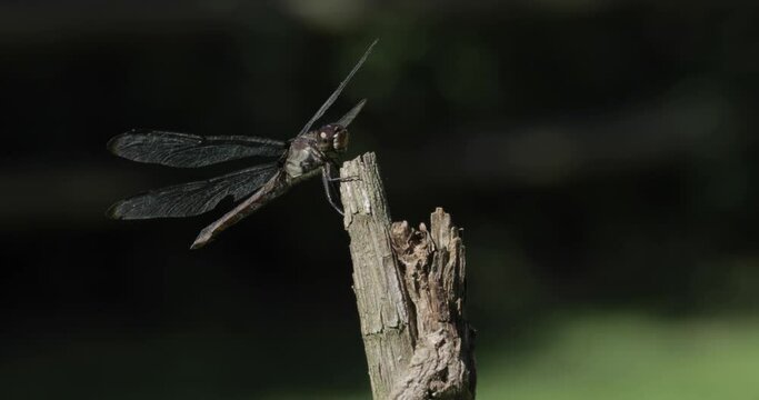 Dragonfly on a branch flying off and landing close up view