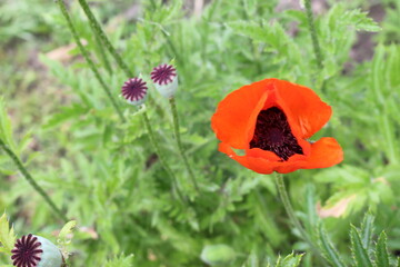 
Bright red poppy blooms on a sunny day in a summer meadow