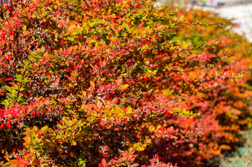Clusters of red berries of a Cotoneaster horizontalis Decne. illuminated by soft evening sunlight, autumn background