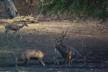 deer in the woods © PUGUH
