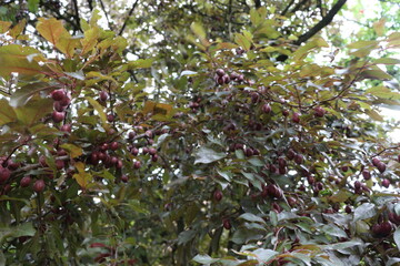 Fototapeta na wymiar Purple plums ripen in the summer in the orchard