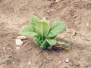 Tobacco plant in Valencia, Spain