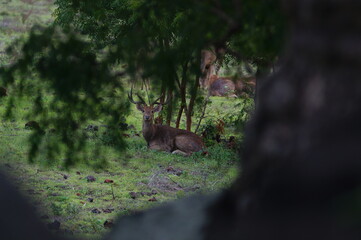 deer in the forest © PUGUH