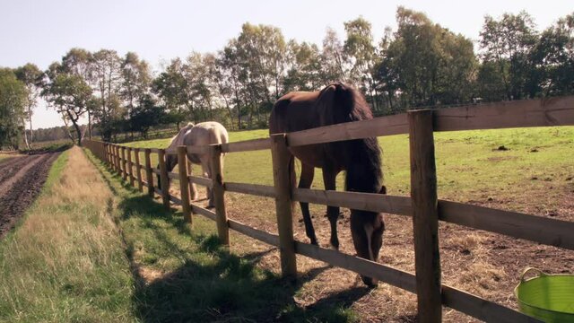 Summer meadow with horses grazing behind a wooden fence