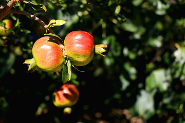 Pomegranates growing on the tree. Selective focus.