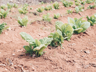 Tobacco plant in Valencia, Spain