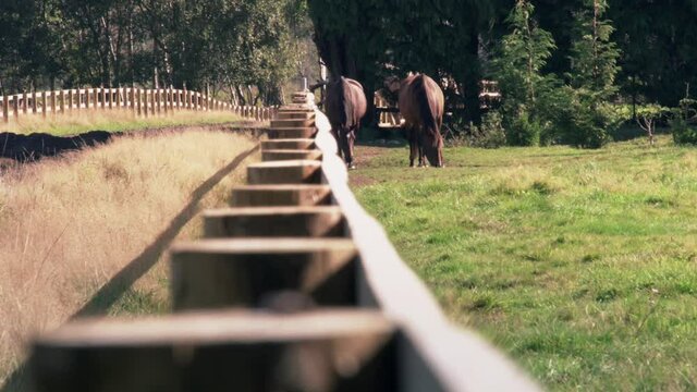 Pull focus shot on horses grazing on a ranch with a wooden fence