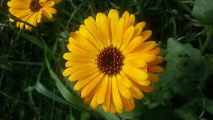 yellow calendula in the garden