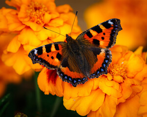 peacock butterfly basking on top of orange marigold flowers