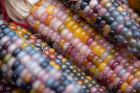 カラフルソルガム　{カラフルマリン}    インディアンコーン カラフルソルガム {カラフルマリン} インディアンコーン 【公式通販】