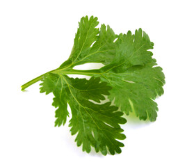 Cilantro