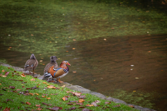 The picture of three Mandarin ducks near the water