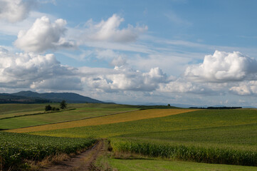 9月の美瑛のグラデーション