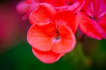 5月の初旬の花