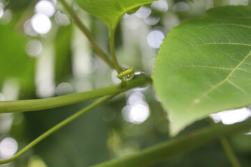 water drops on a leaf