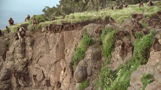 Gelada monkeys climbing down and up rocks, Ethiopia