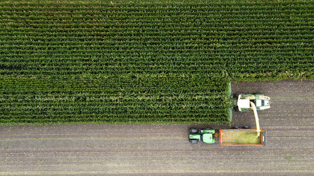 Harvesting a maize field