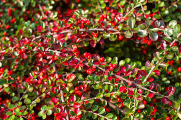 Clusters of red berries of a Cotoneaster horizontalis Decne. illuminated by soft evening sunlight, autumn background