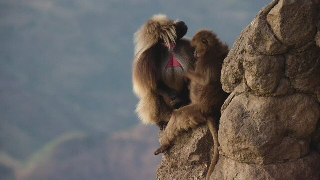 Gelada monkeys couple sitting over edge of rock on cliff, Ethiopia