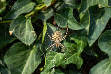 Large spider on a spider web against a background of foliage.