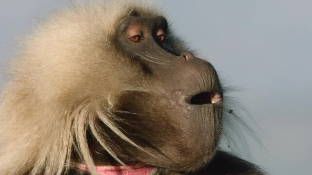 Gelada monkey shouting, Ethiopia