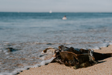 seaweed in the waves on the beach