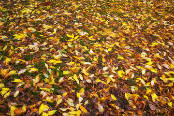 Fallen autumn leaves on the ground. Beautiful autumn colors. 