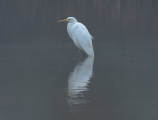 Egret stood in the lake with a reflection.