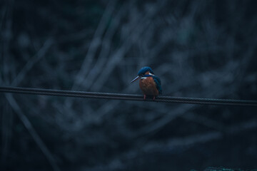 A Kingfisher perching over a river.