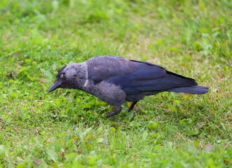 Jackdaw on the green grass of the lawn