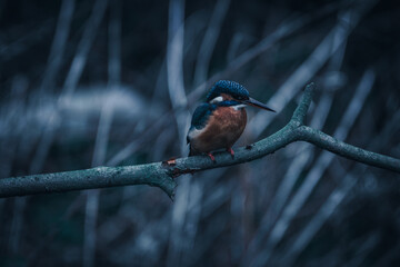 A Kingfisher perching over a river.