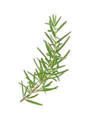 Rosemary isolated on white background.