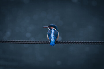 A Kingfisher perching over a river.