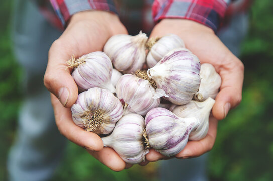 A man farmer holds a harvest of garlic in his hands. Selective focus.